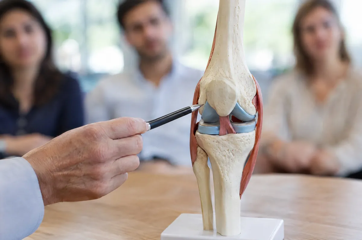 Symbolbild: Stift zeigt auf ein anatomisches Kniegelenkmodell